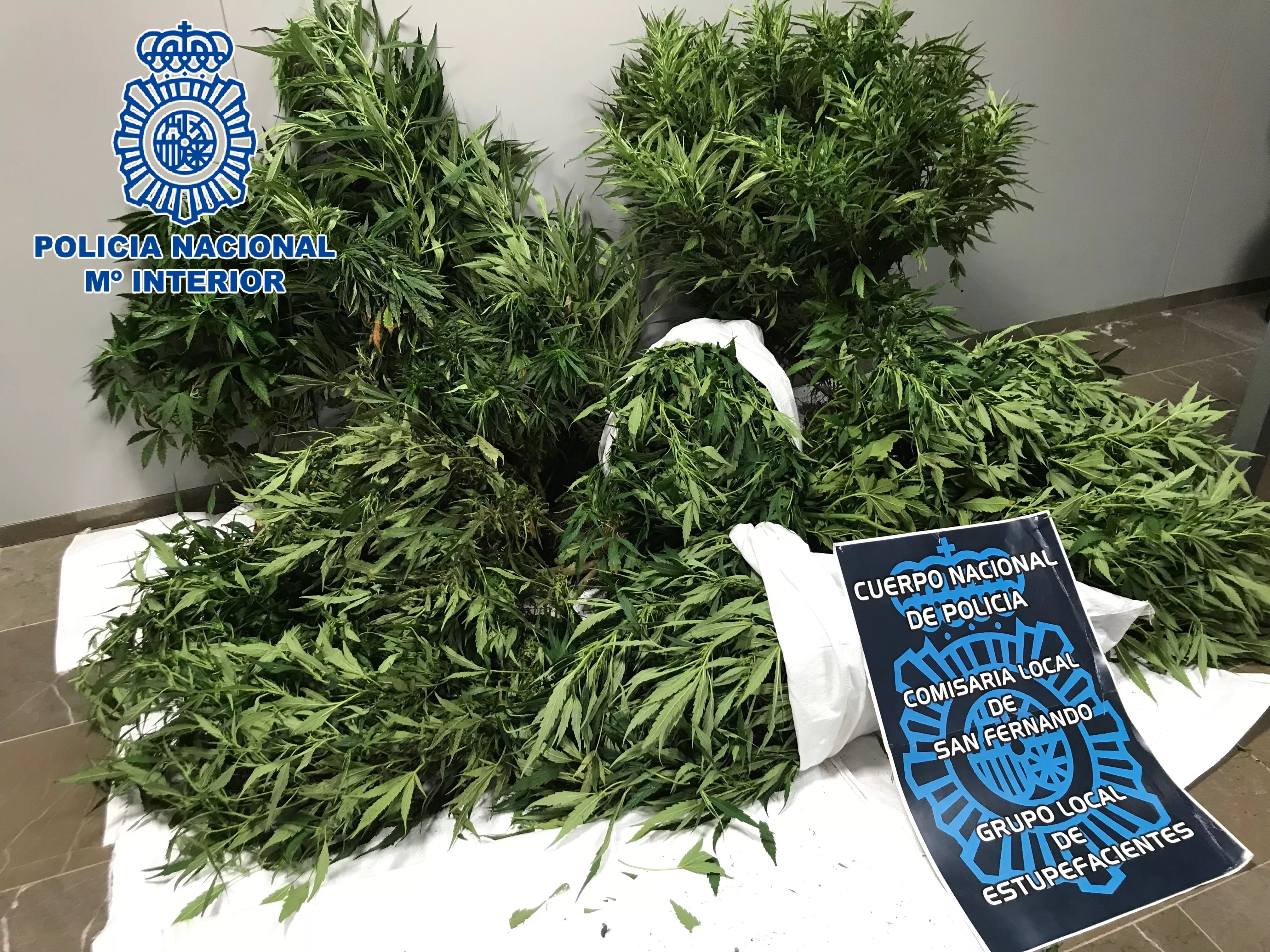 noticias cadiz canabis sativa.jpeg noticias cadiz canabis sativa.jpeg