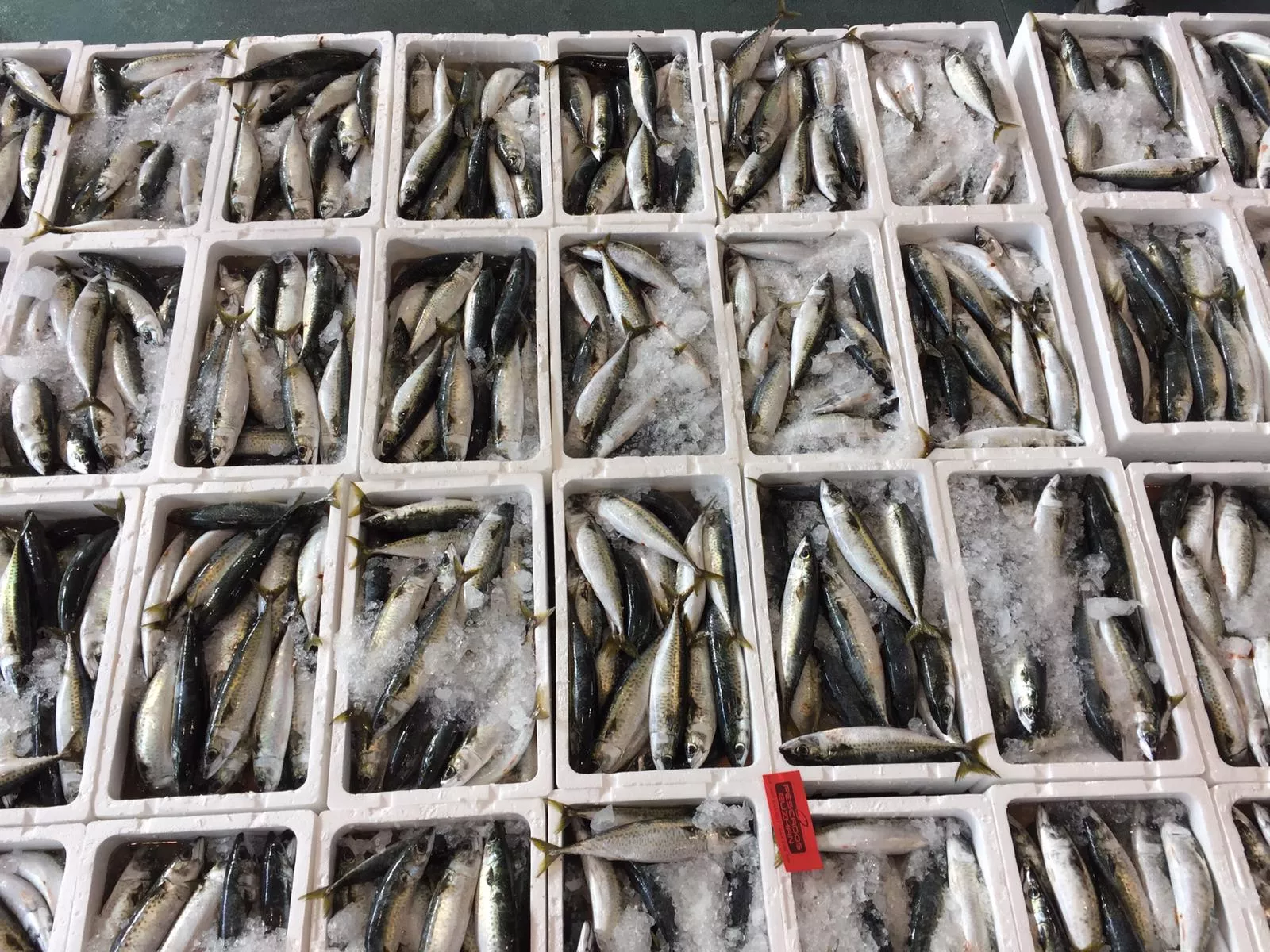 noticias cadiz lonja_1.jpg noticias cadiz lonja_1.jpg