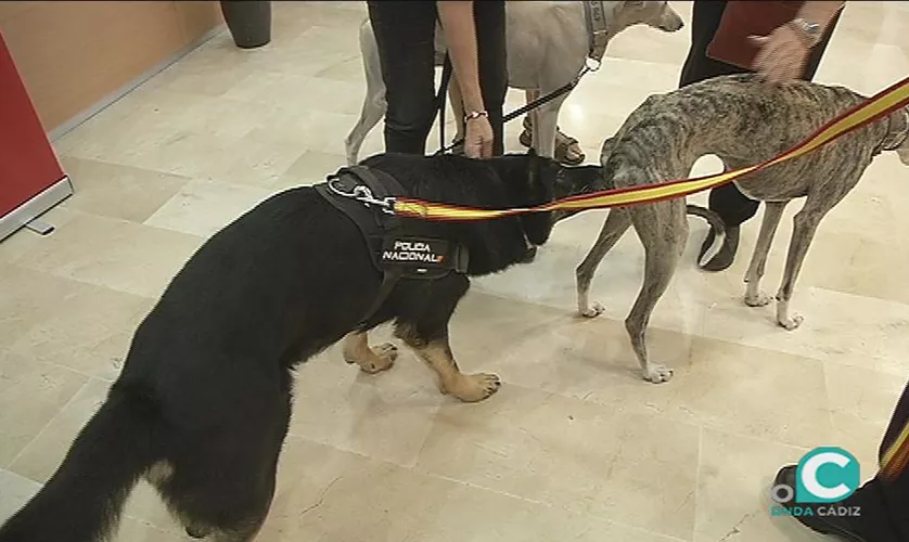 noticias cadiz mascotas_0.jpg noticias cadiz mascotas_0.jpg