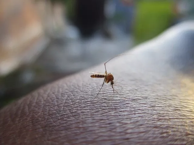 noticias cadiz mosquitos_0.jpg noticias cadiz mosquitos_0.jpg