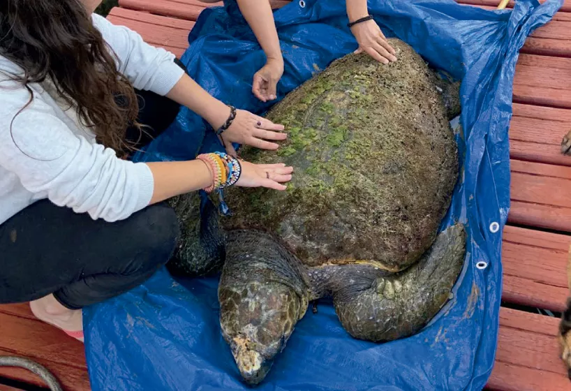 noticias cadiz tortuga_0.jpg noticias cadiz tortuga_0.jpg