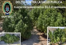 noticias cadiz canabis sativa.jpg