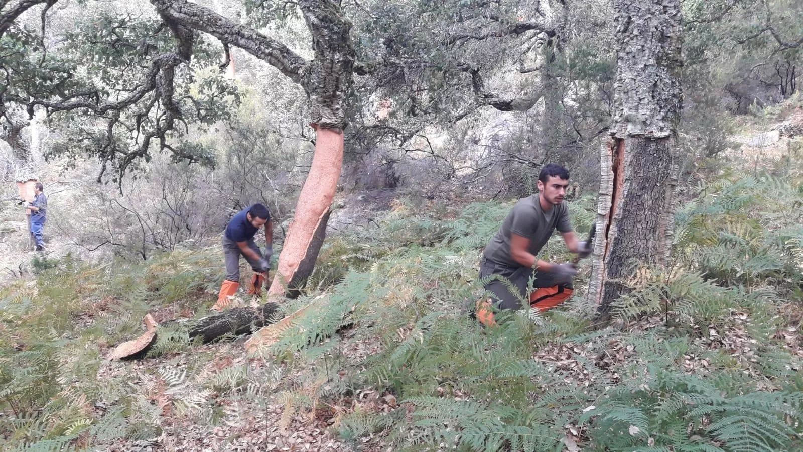 noticias cadiz corcheros.jpg noticias cadiz corcheros.jpg