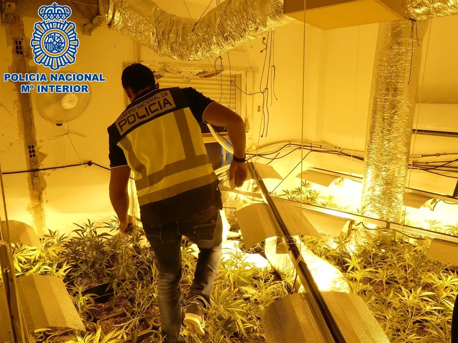 noticias cadiz marihuana_4.jpg noticias cadiz marihuana_4.jpg