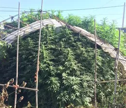 noticias cadiz marihuana_5.jpg noticias cadiz marihuana_5.jpg