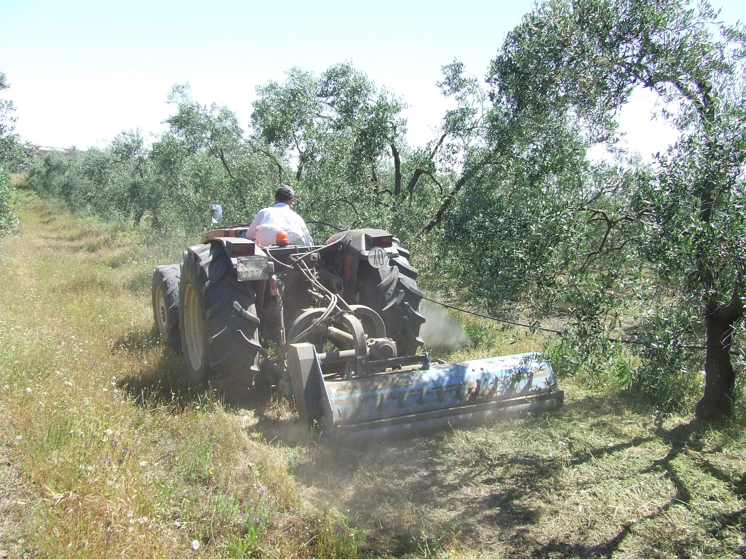 noticias cadiz olivar ecologico.jpg noticias cadiz olivar ecologico.jpg