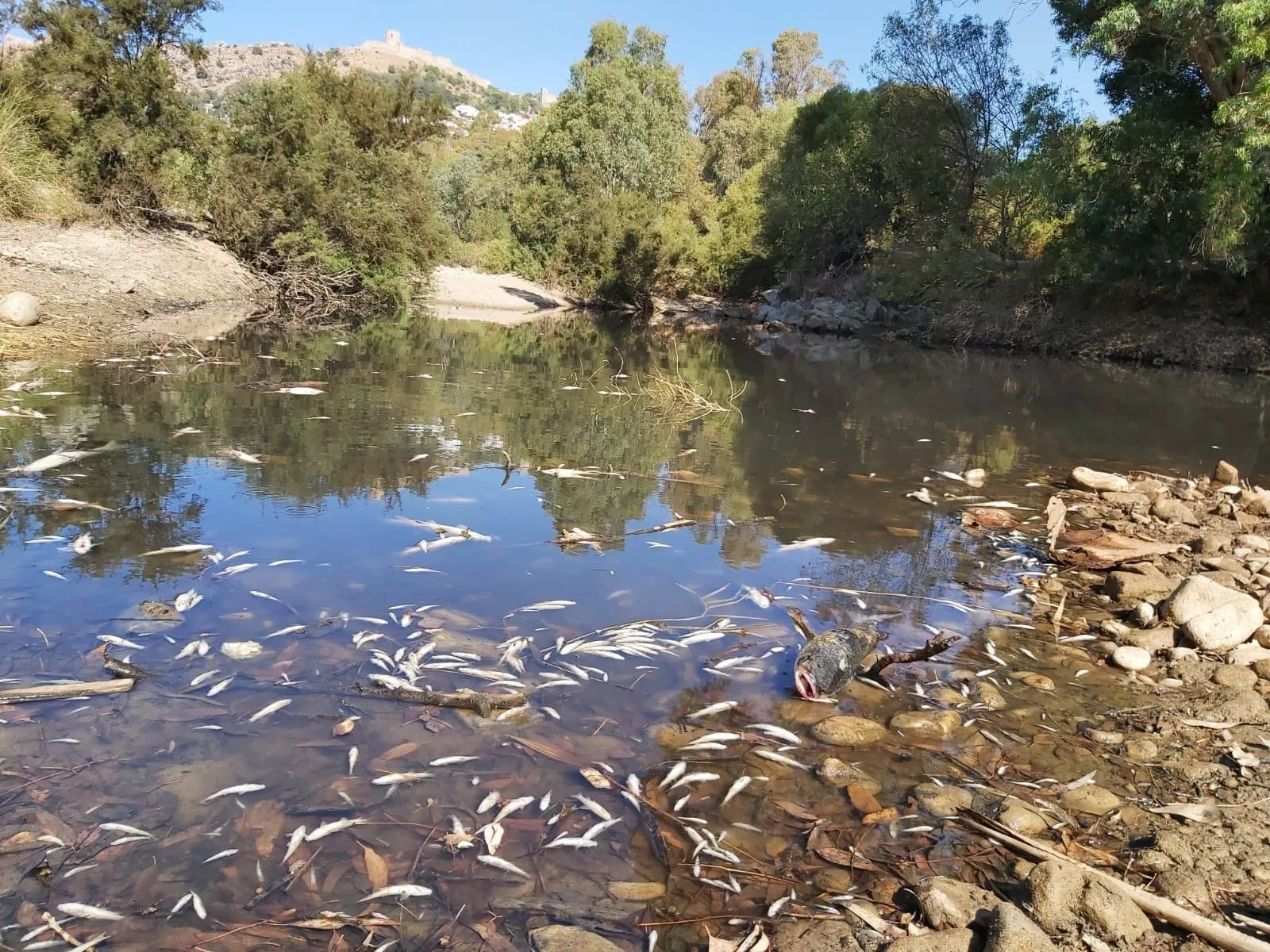 noticias cadiz peces jimena.jpg