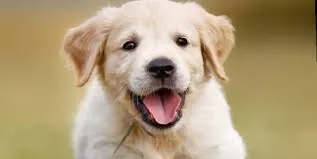 noticias cadiz perros.jpeg noticias cadiz perros.jpeg