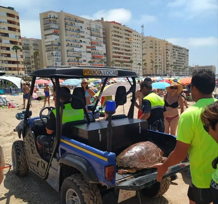 Twitter @RIHERMAQUI noticias cadiz tortuga.png
