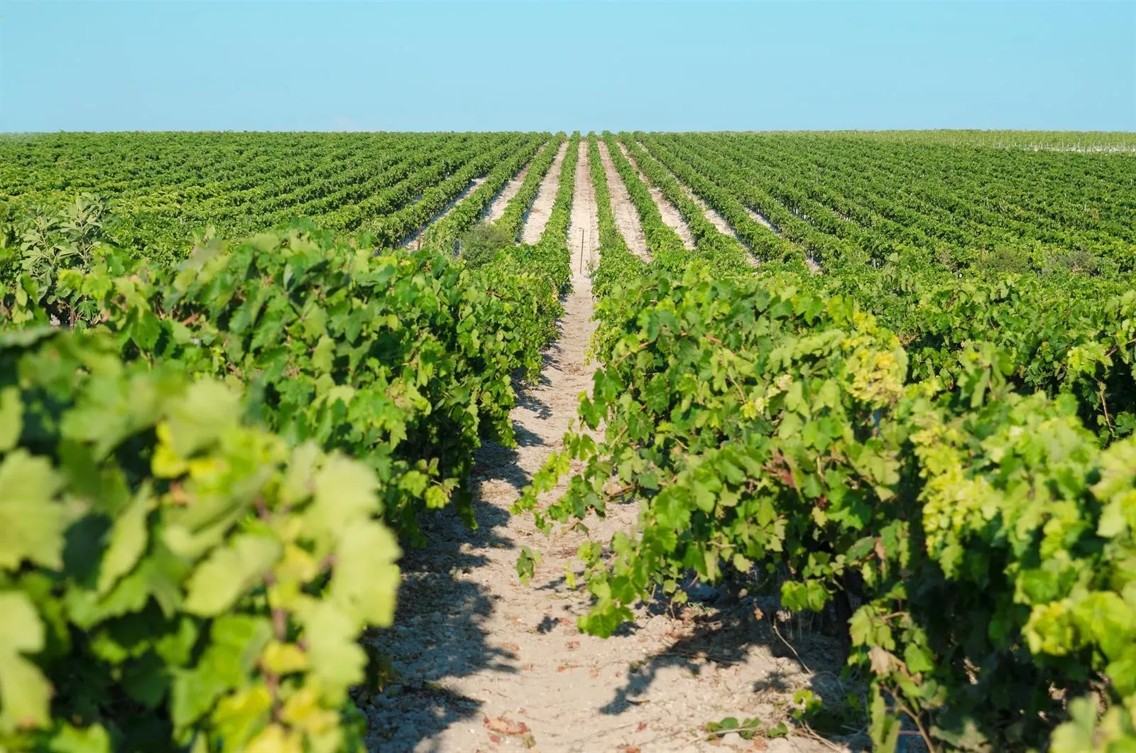 noticias cadiz vendimia_4.jpg noticias cadiz vendimia_4.jpg