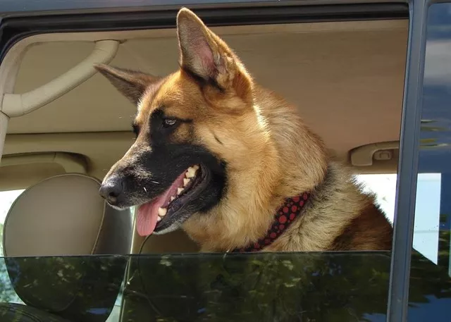 noticias cadiz viajes mascotas.jpg noticias cadiz viajes mascotas.jpg