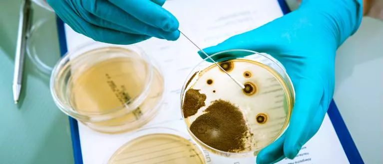 noticias cadiz Listeriosis.jpg noticias cadiz Listeriosis.jpg