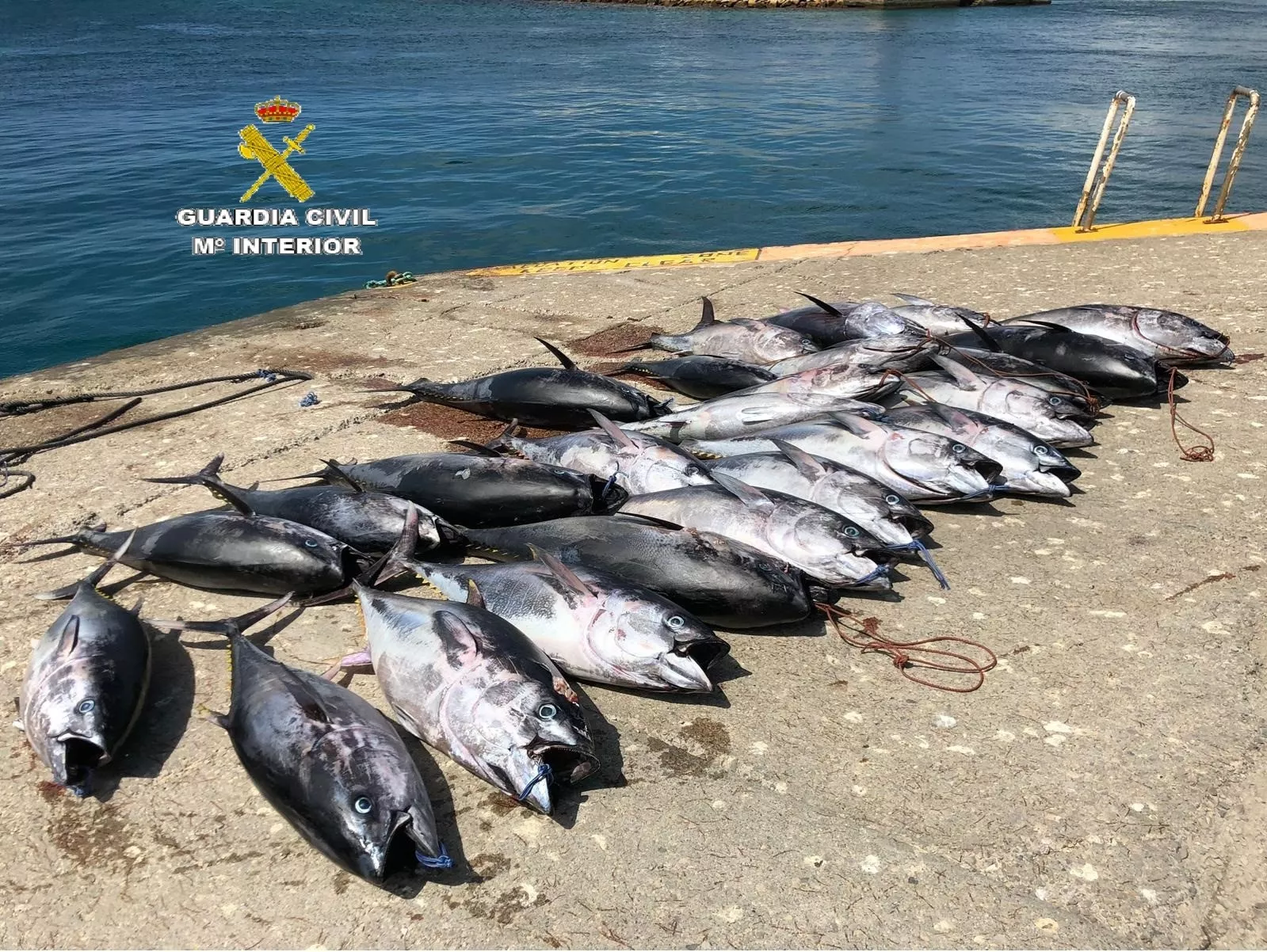 noticias cadiz atun rojo_4.jpg noticias cadiz atun rojo_4.jpg