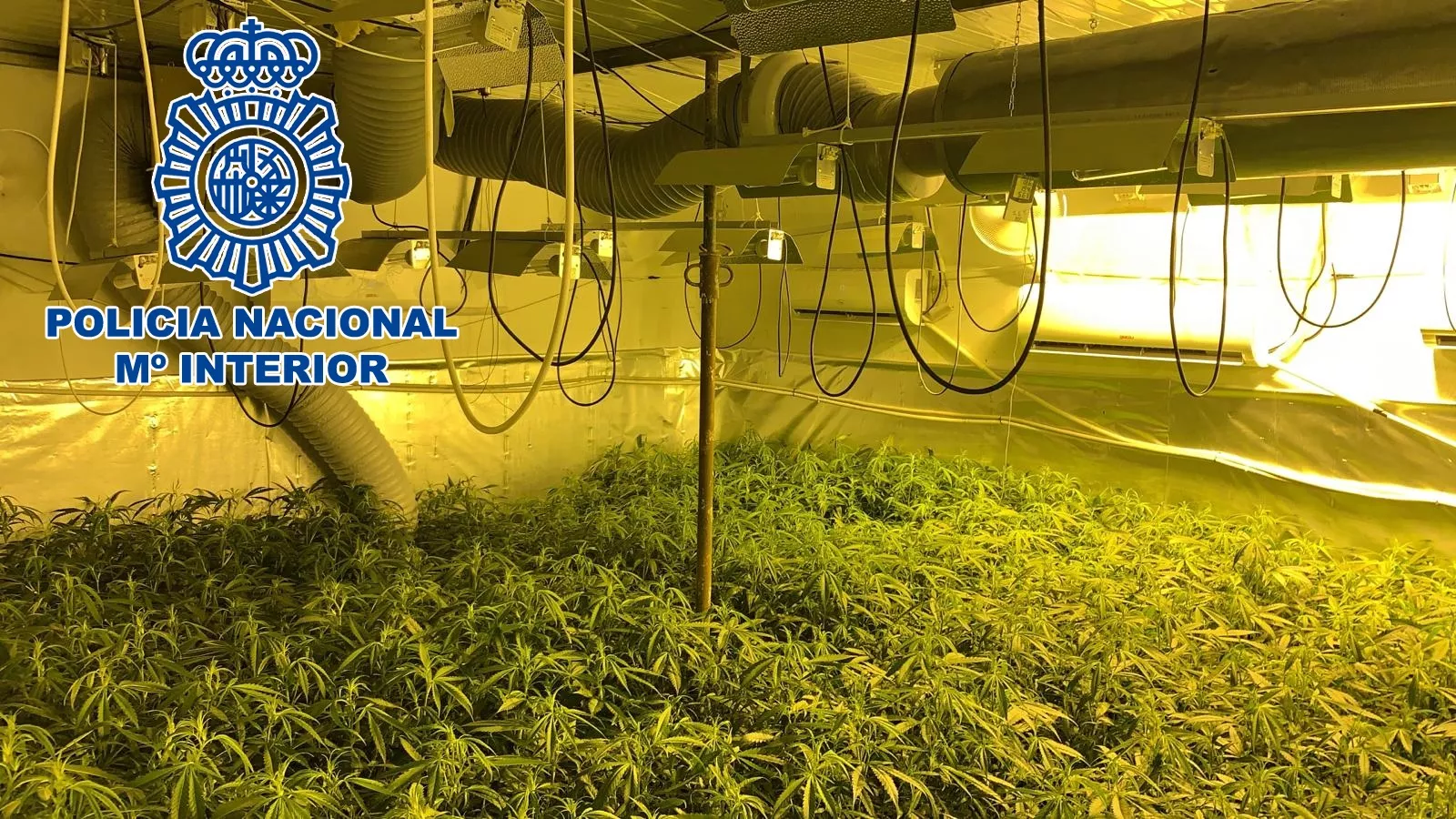 noticias cadiz marihuana_0.JPG noticias cadiz marihuana_0.JPG
