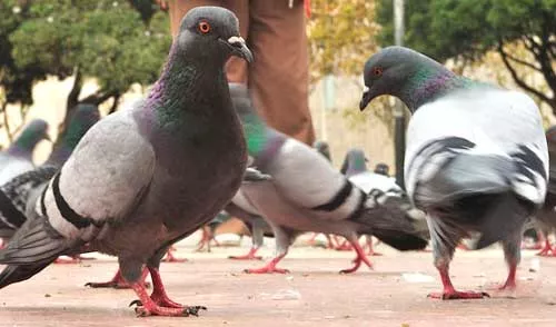 noticias cadiz palomas_0_0.jpg noticias cadiz palomas_0_0.jpg