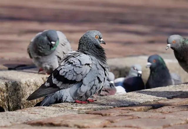 noticias cadiz palomas_1.jpg noticias cadiz palomas_1.jpg