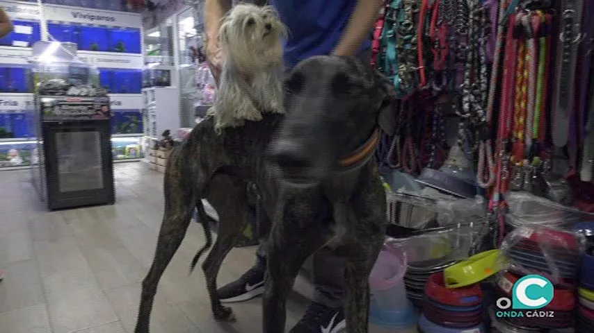 noticias cadiz perros _0.jpg noticias cadiz perros _0.jpg