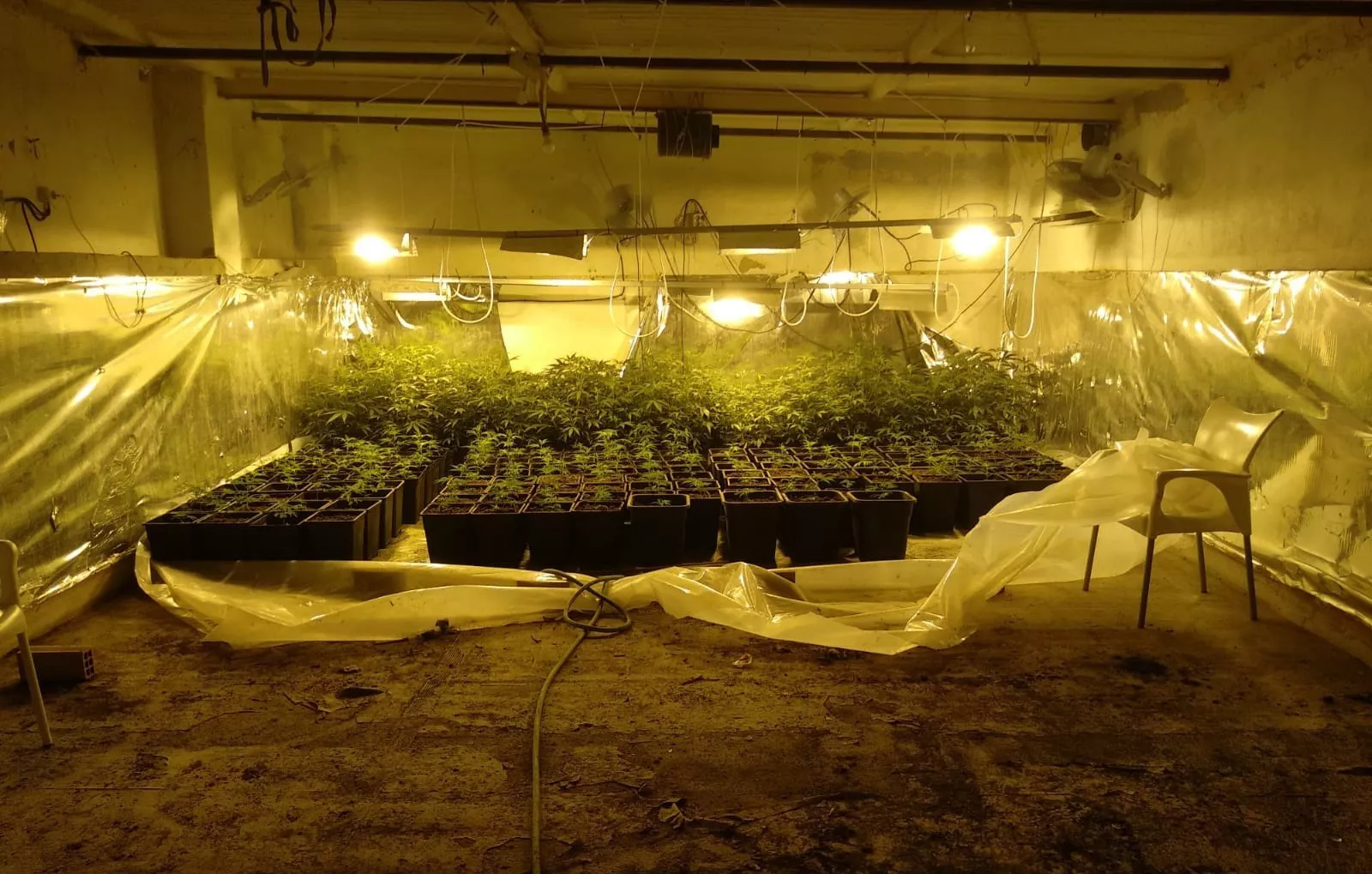 noticias cadiz plantación maría.jpg noticias cadiz plantación maría.jpg