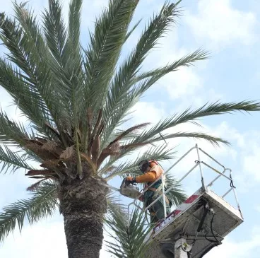 noticias cadiz poda de palmeras_0.jpg noticias cadiz poda de palmeras_0.jpg