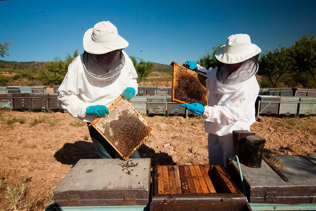 noticias cadiz abejas_1.jpg noticias cadiz abejas_1.jpg