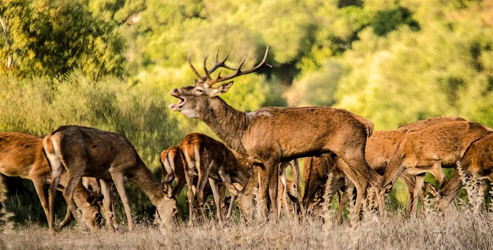 noticias cadiz alcala de los gazules.jpg noticias cadiz alcala de los gazules.jpg