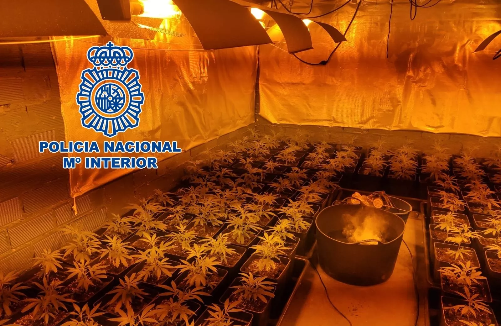 noticias cadiz desmantelada marihuana.jpg noticias cadiz desmantelada marihuana.jpg