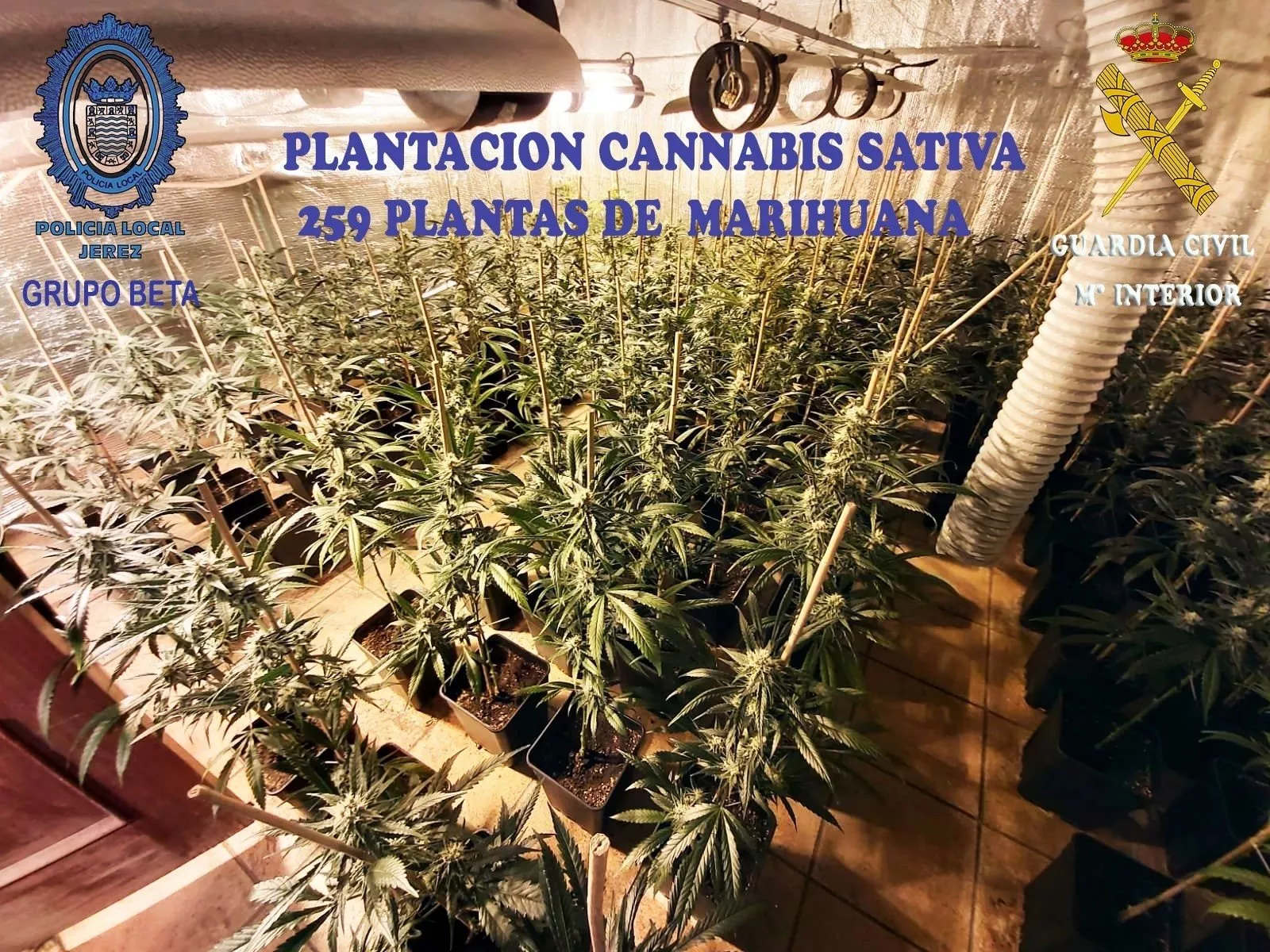 noticias cadiz marihuana jerez.jpg noticias cadiz marihuana jerez.jpg