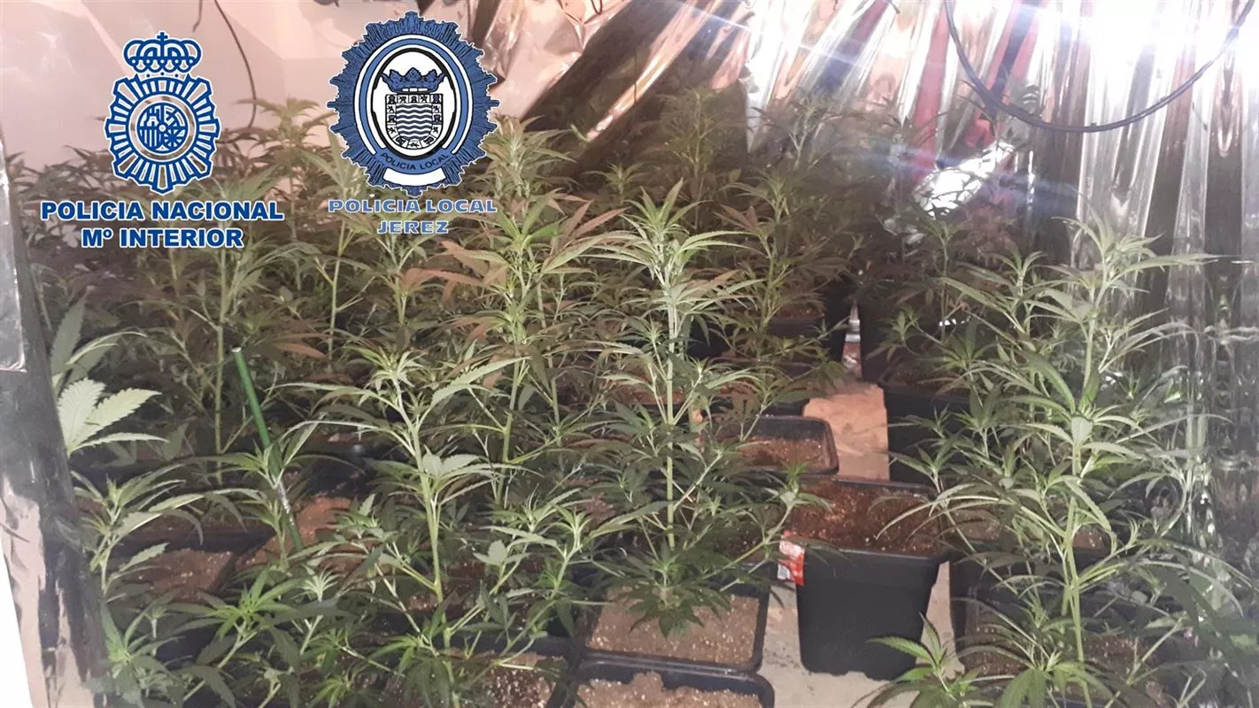 noticias cadiz marihuana_6.jpg noticias cadiz marihuana_6.jpg