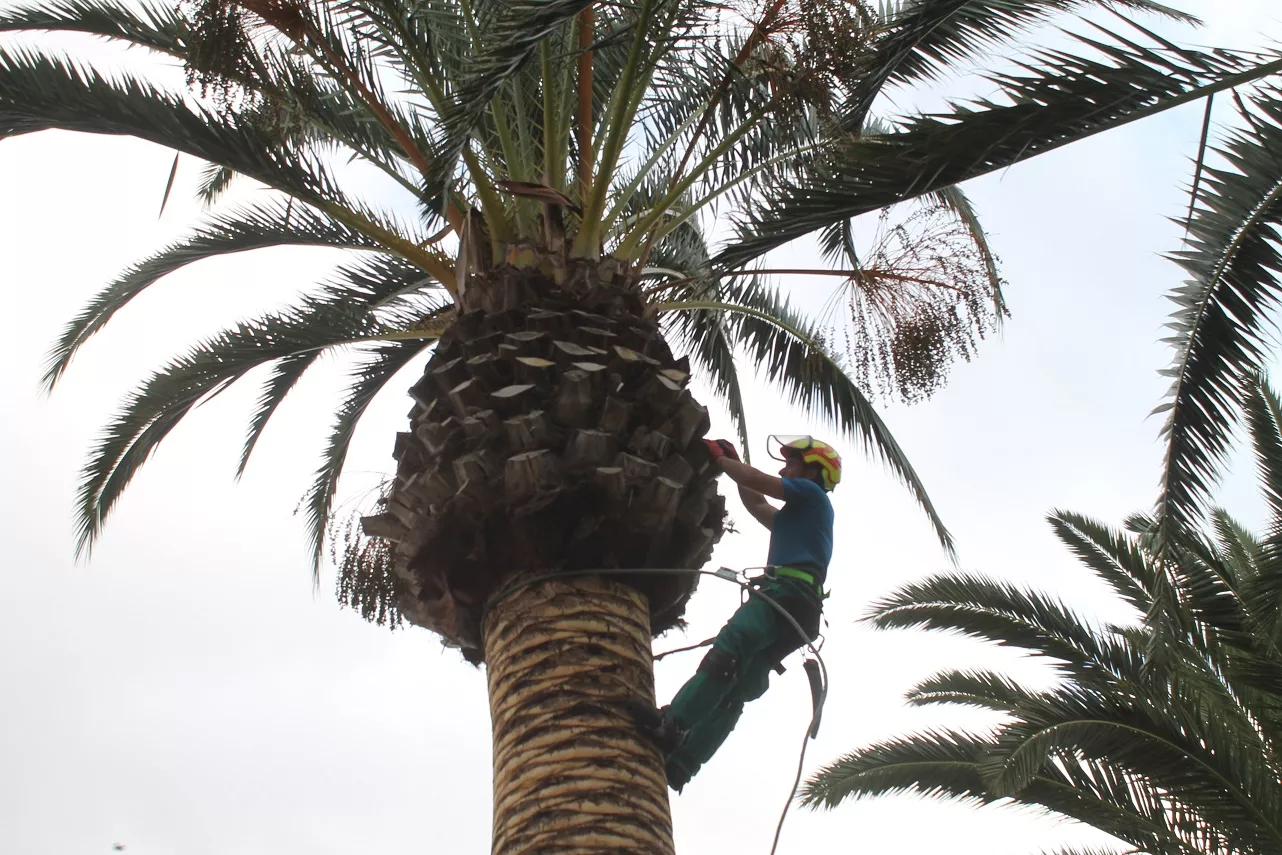 noticias cadiz palmeras.jpg noticias cadiz palmeras.jpg