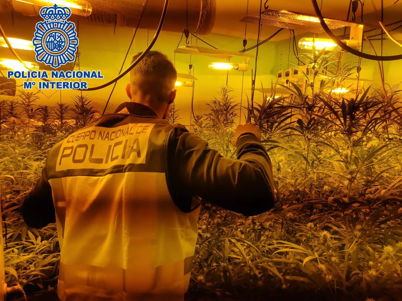 noticias cadiz marihuana_8.jpg noticias cadiz marihuana_8.jpg