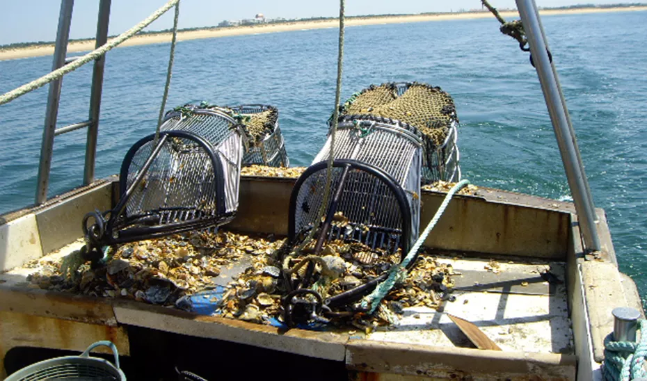 Embarcación de arrastre durante una jornada de faena noticias cadiz pesca de arrastre.jpg