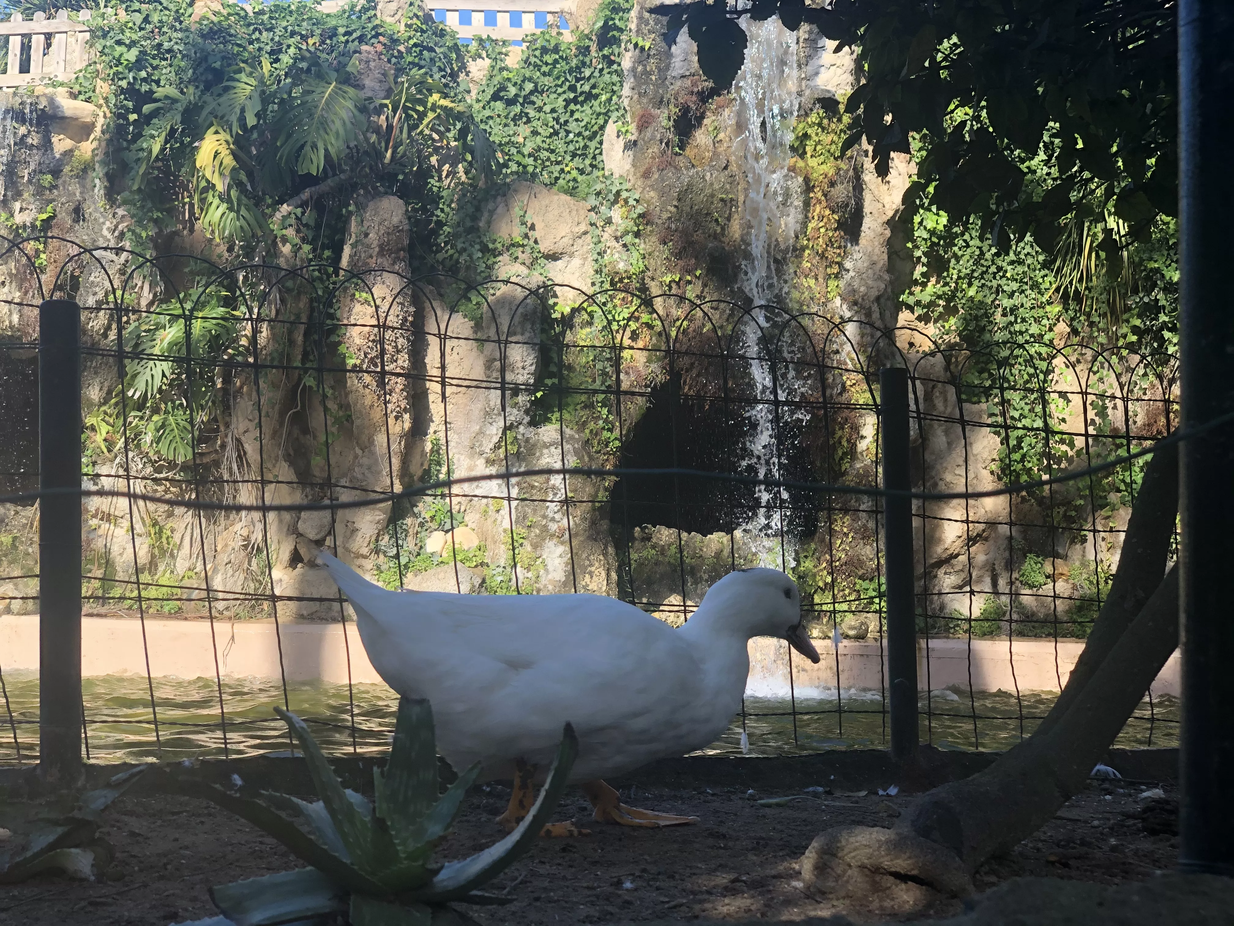 FOTO PATO.jpg FOTO PATO.jpg