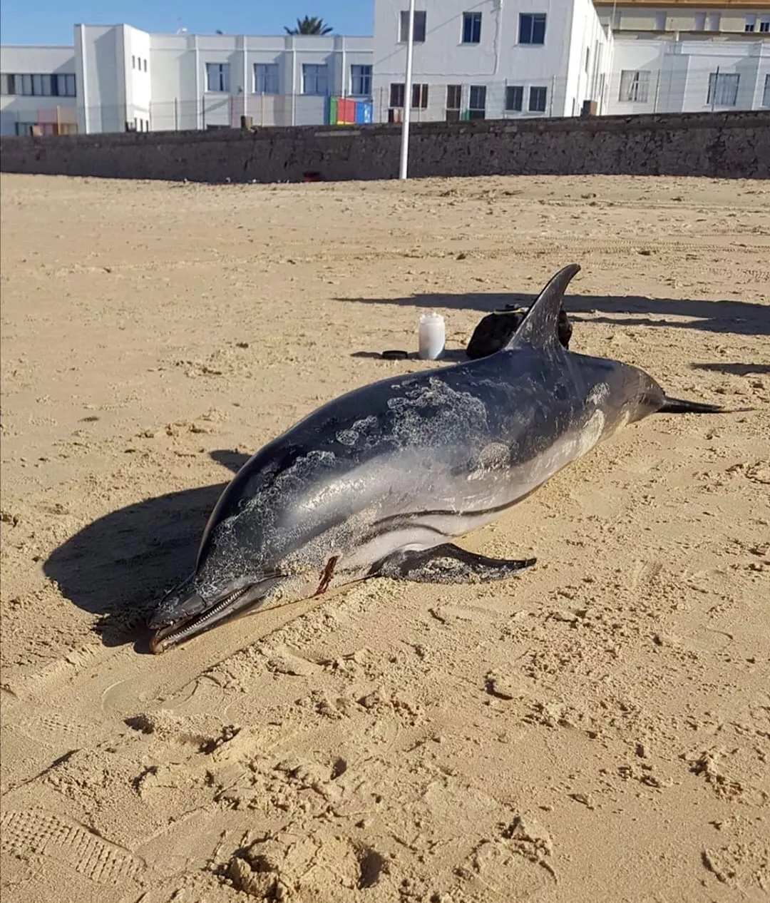 noticias cadiz delfin_0.JPG noticias cadiz delfin_0.JPG