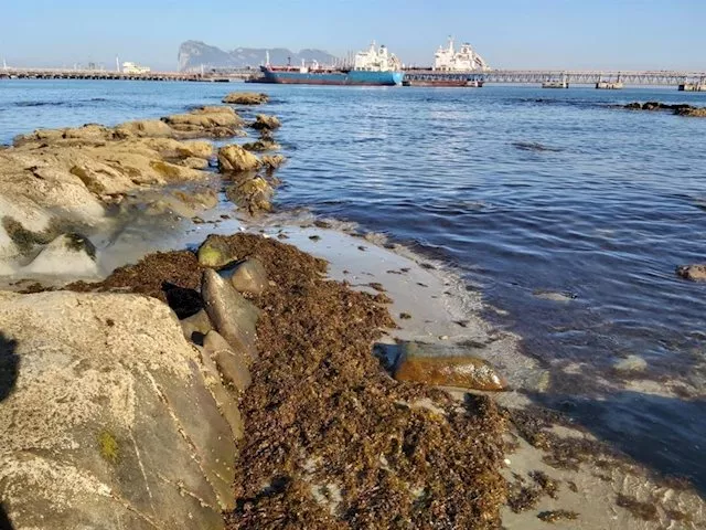 noticias cadiz alga invasora_1.jpg noticias cadiz alga invasora_1.jpg