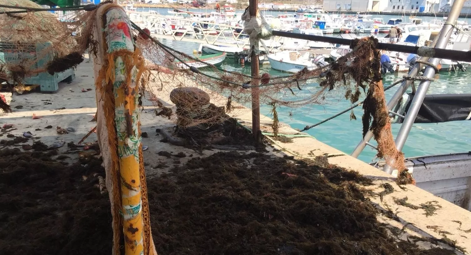 noticias cadiz algas invasoras.jpg noticias cadiz algas invasoras.jpg