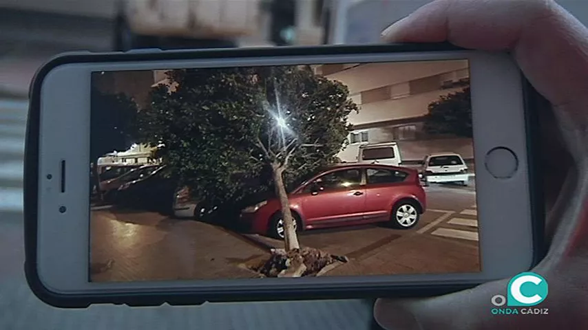 noticias cadiz arbol desplomado calle castelar.jpg noticias cadiz arbol desplomado calle castelar.jpg