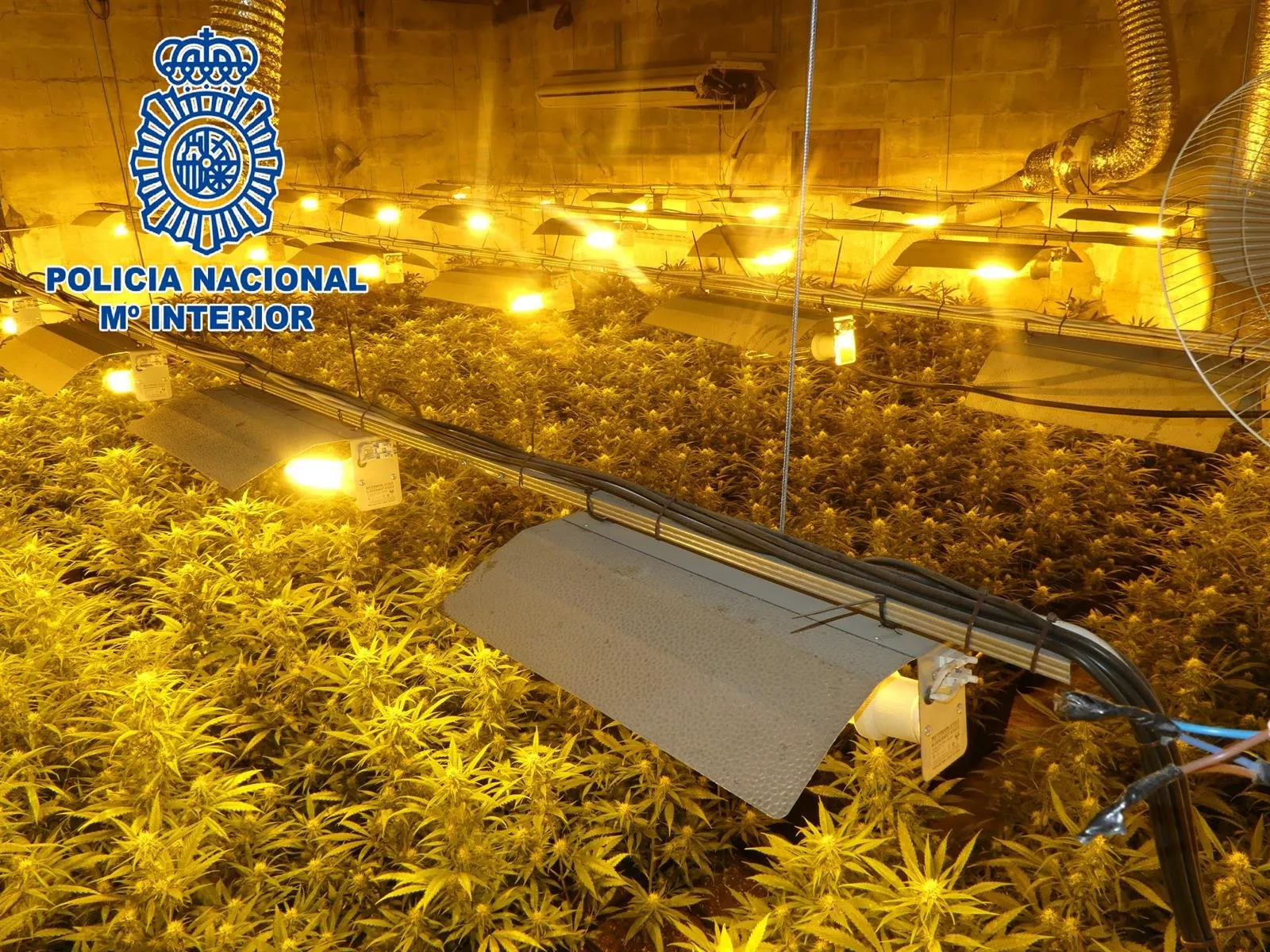 noticias cadiz cultivo marihuana_0.jpg noticias cadiz cultivo marihuana_0.jpg