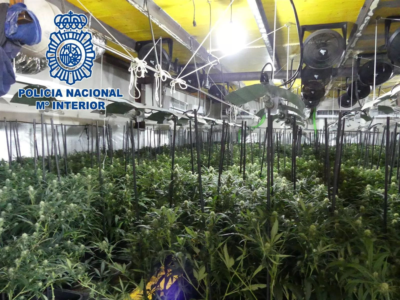 noticias cadiz plantacion_1.jpg noticias cadiz plantacion_1.jpg