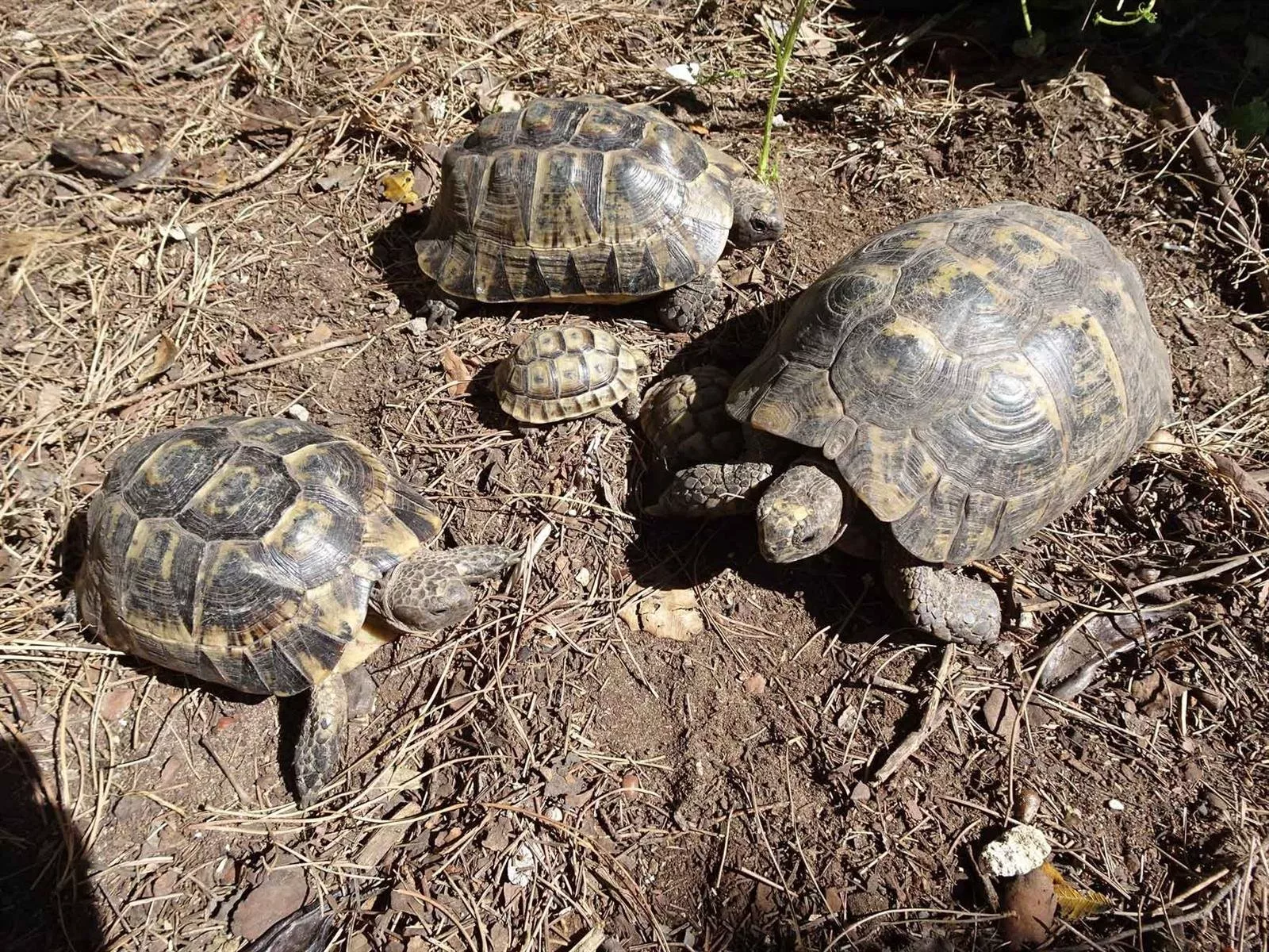 noticias cadiz tortugas_1.jpg noticias cadiz tortugas_1.jpg