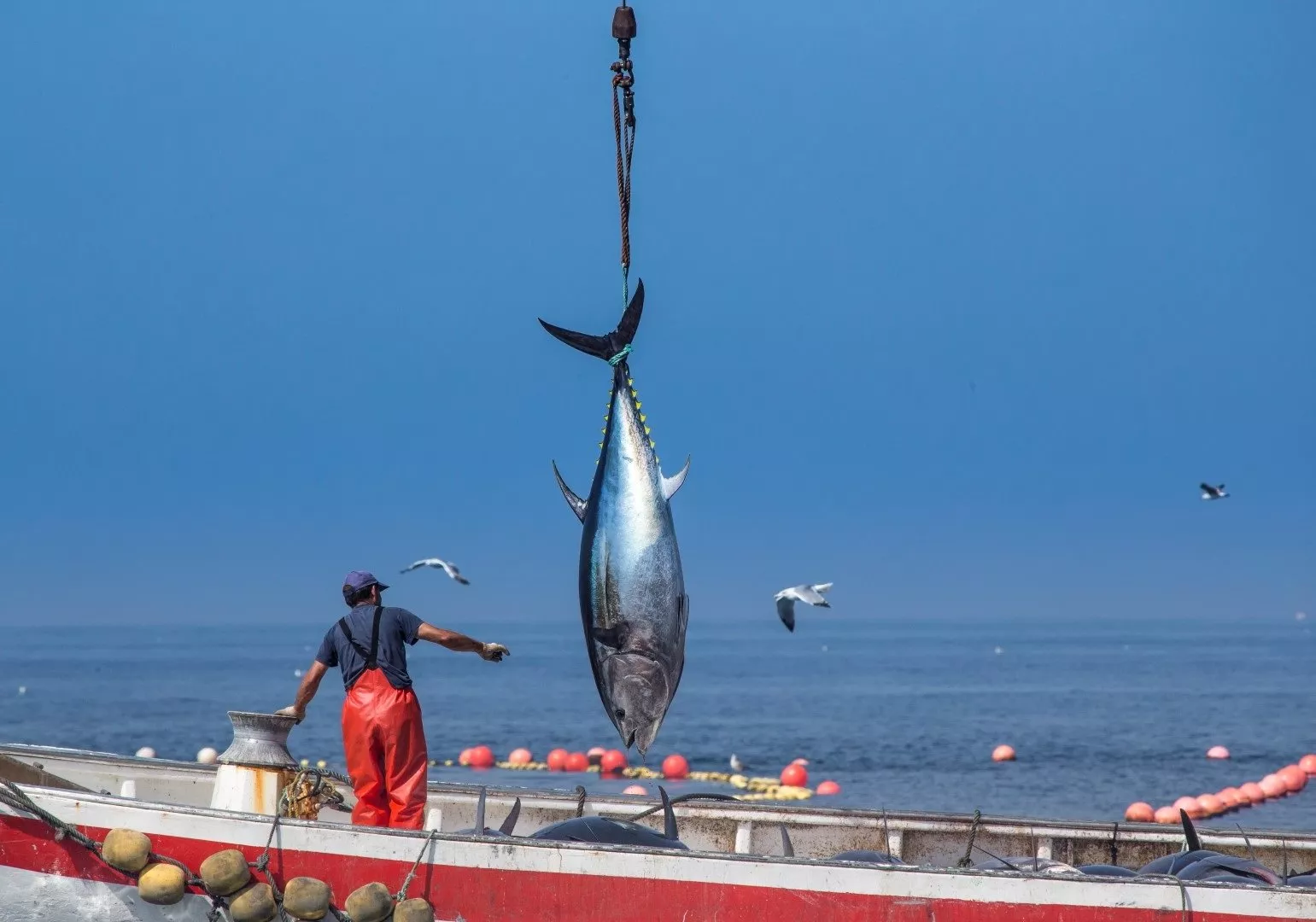 noticias cadiz almadrabas_2.jpg noticias cadiz almadrabas_2.jpg