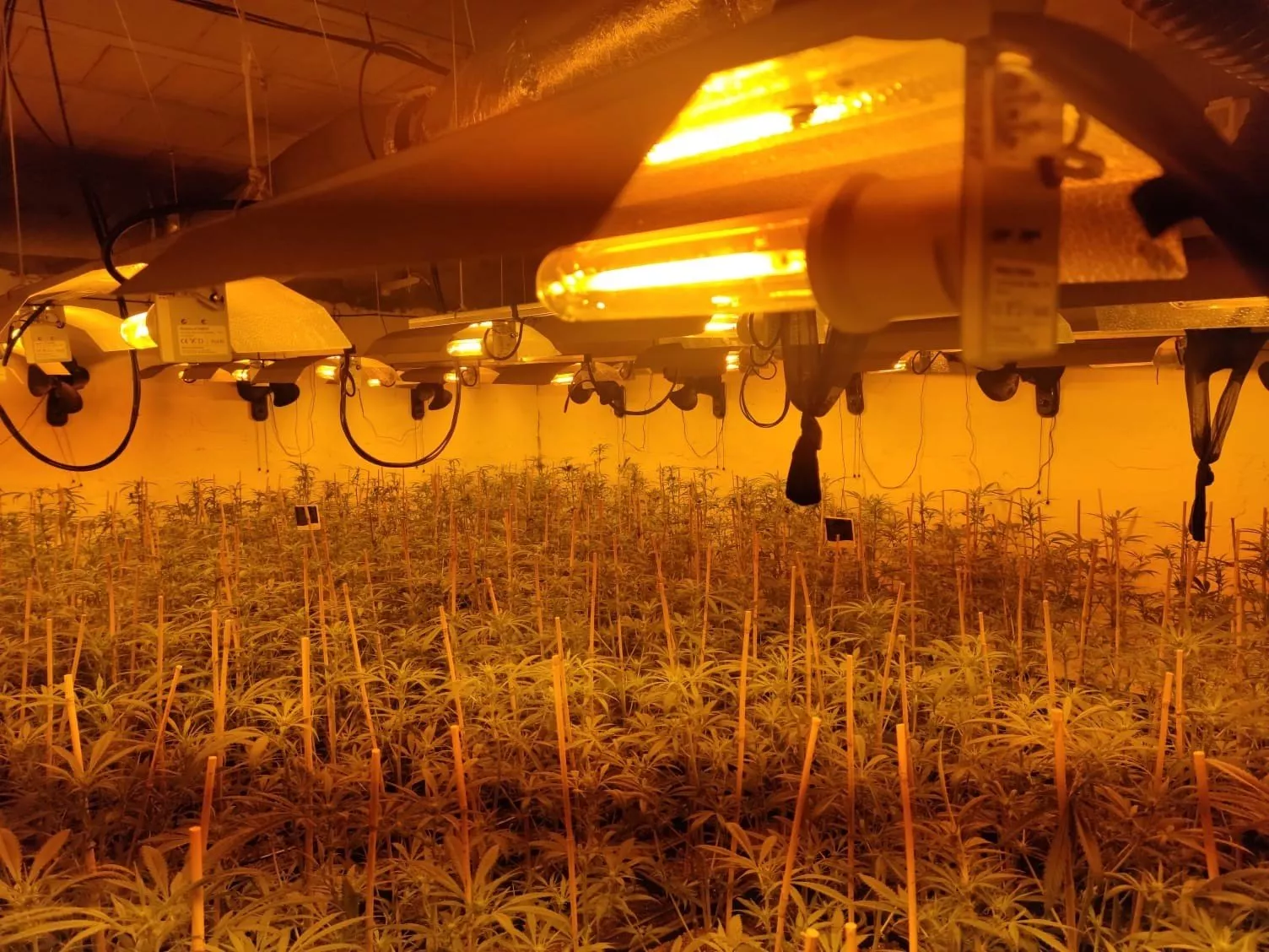 noticias cadiz plantacion marihuana_2.jpg noticias cadiz plantacion marihuana_2.jpg