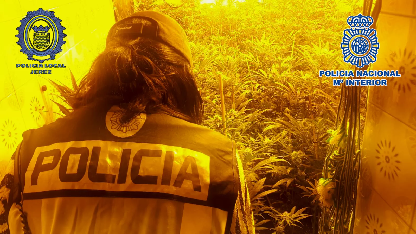 noticias cadiz plantaciones cannabis.jpg noticias cadiz plantaciones cannabis.jpg
