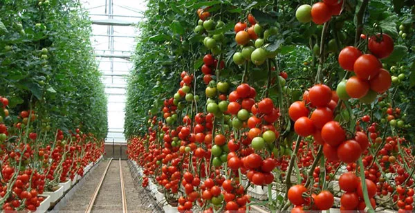 especialistas-tomate.jpg especialistas-tomate.jpg