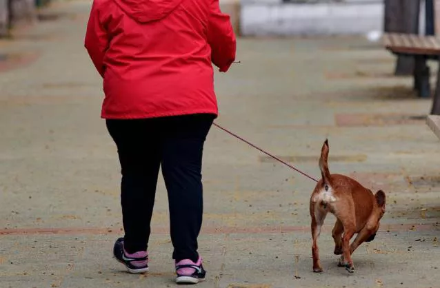 noticcias cadiz perros.jpg noticcias cadiz perros.jpg