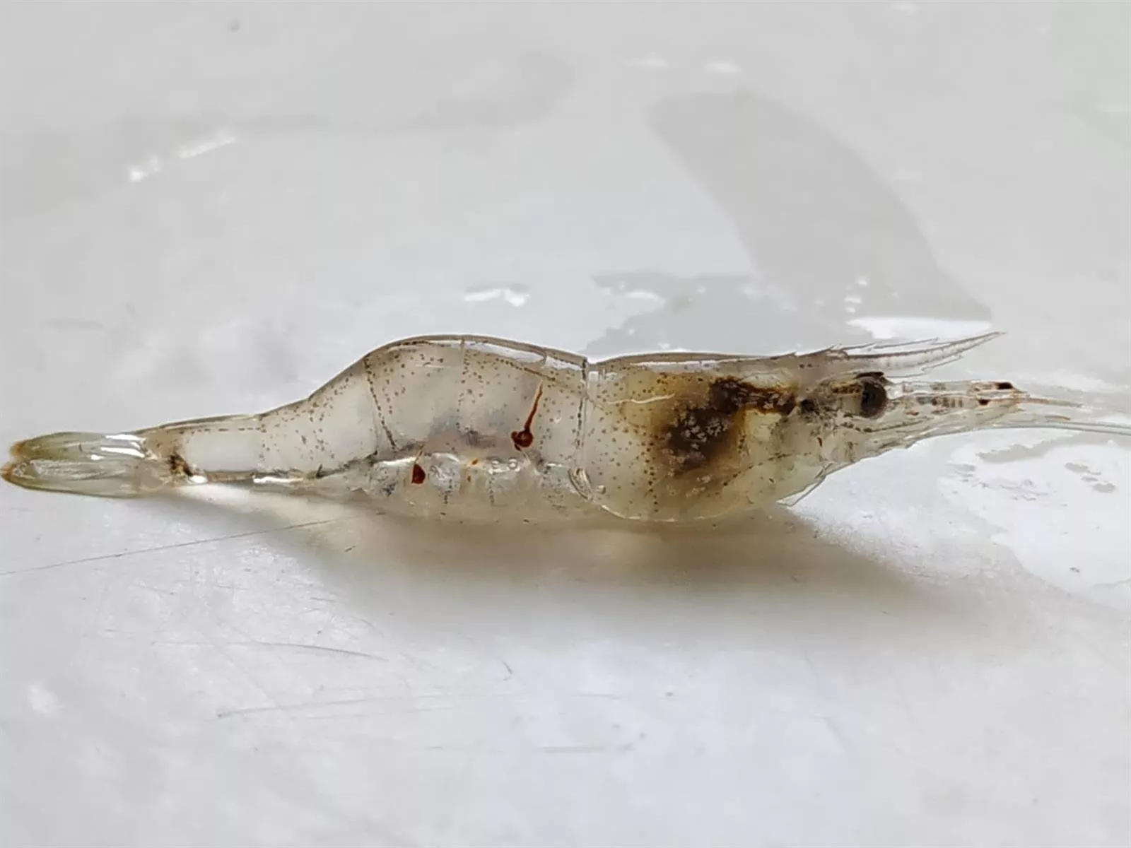 camarones.jpg camarones.jpg