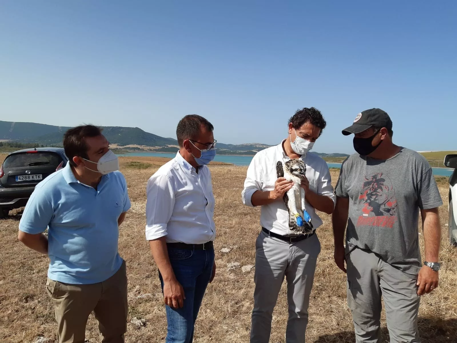 Anillado de pollos de águila pescadora en Arcos foto aguila pescadora.jpg