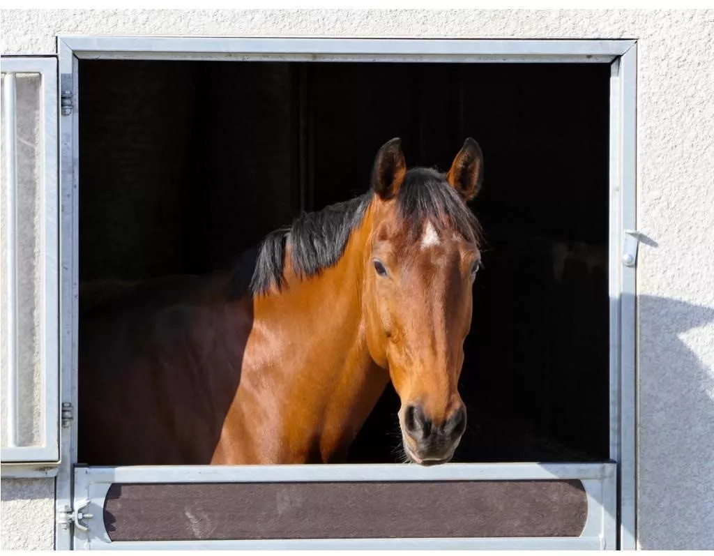 caballo_0.jpg caballo_0.jpg