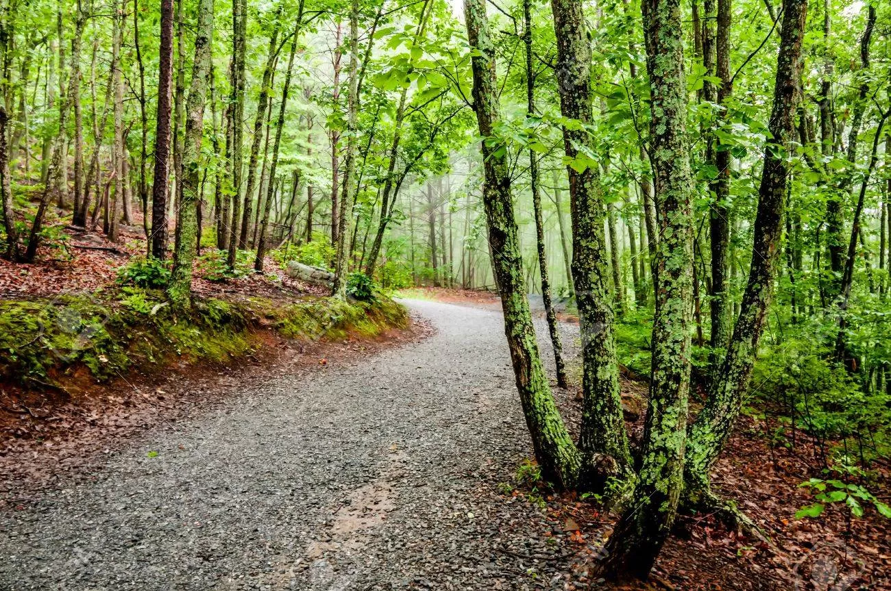 sendero bosques.jpg sendero bosques.jpg