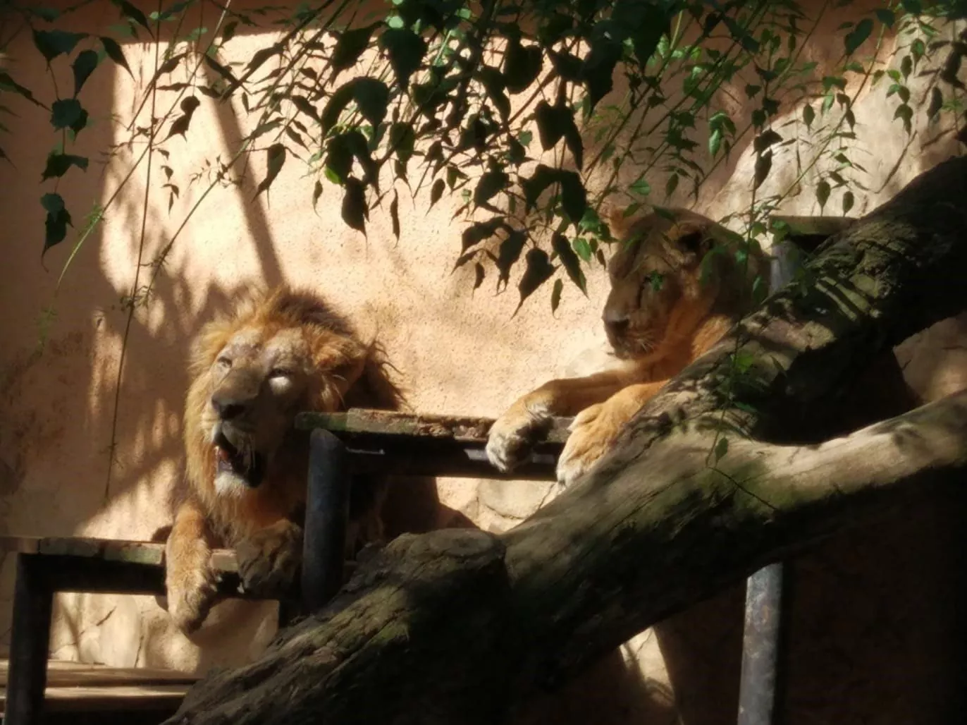 Leones del Zoo de Jerez zoo jerez.jpg
