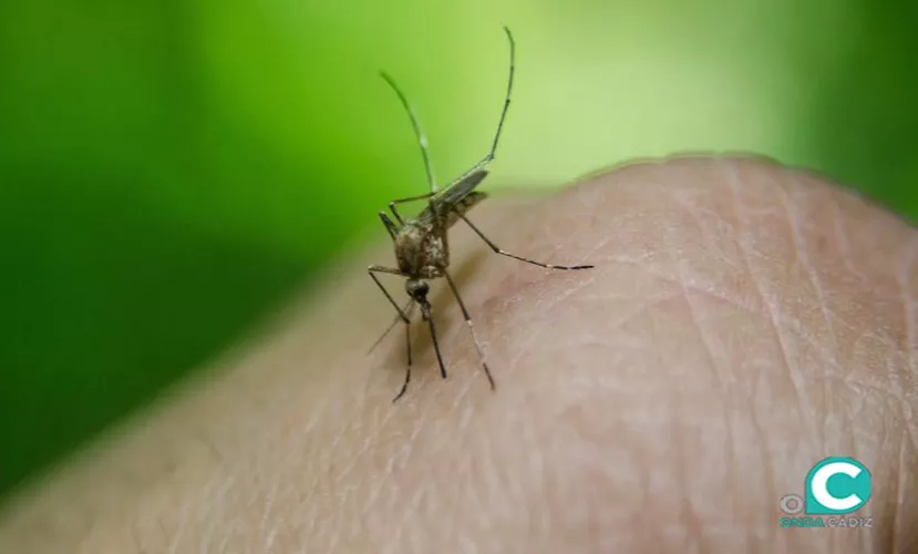 MOSQUITO NILO.jpg MOSQUITO NILO.jpg